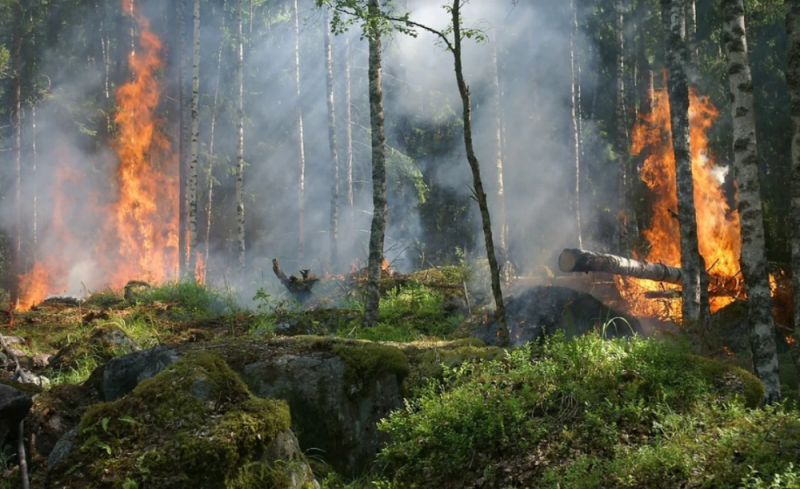 Как в Иркутской области ведут борьбу с лесными пожарами