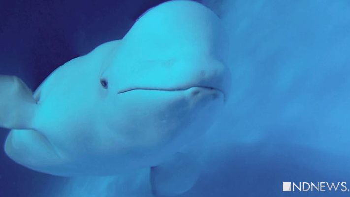 Екатеринбургский океанариум обратится в органы после видео об избиении дельфинов