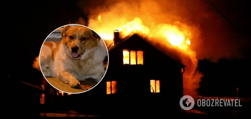 В США пес спас семью с детьми от пожара: о ''герое'' рассказали в соцсетях. Фото