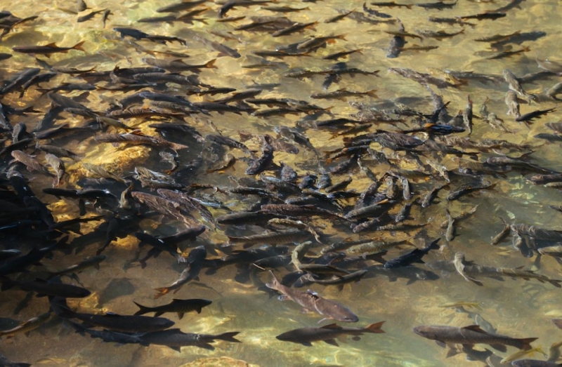 Участок Старо-Никитинского канала-рыбохода расчистят за 102,1 млн