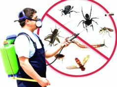 Вредители в доме: как избавиться безопасно и с гарантией